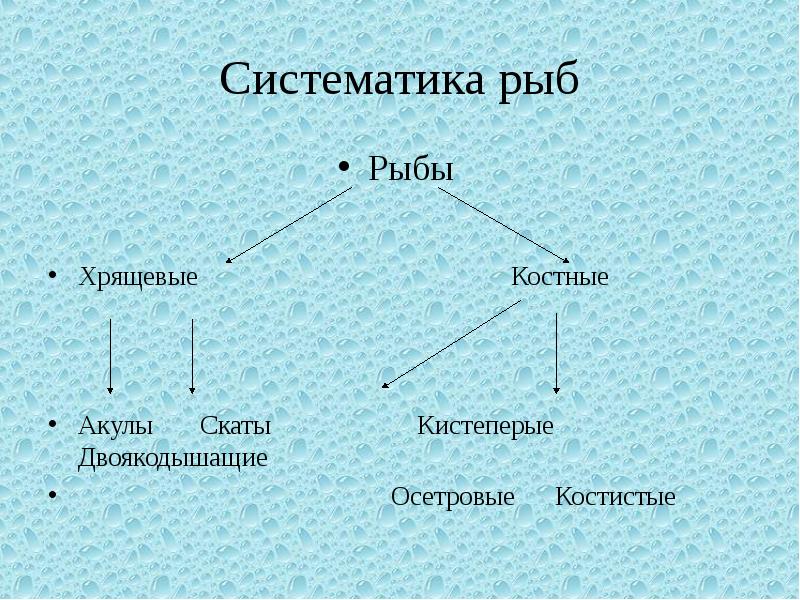 Систематические рыбы. Систематика рыб. Систематика костных рыб. Систематика хрящевых рыб. Систематика хрящевых и костных рыб.