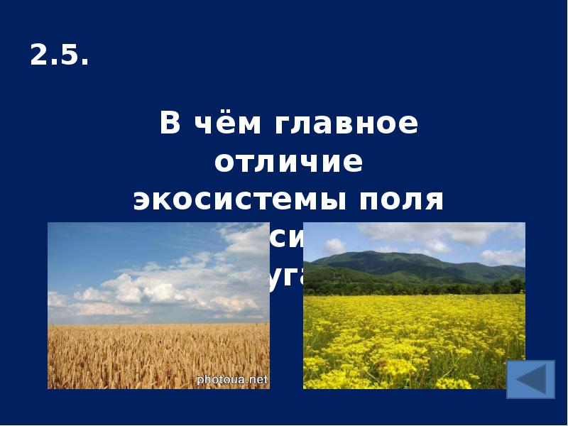 Поля отличаются. Экосистема поля. Проект экосистема поля. Экосистема поля презентация. Луг и поле разница.