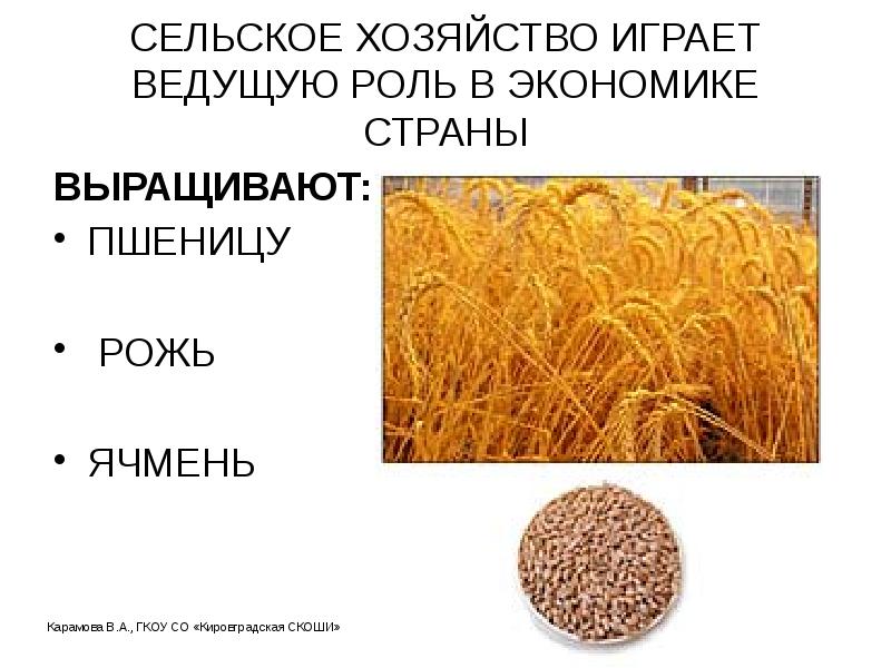 СЕЛЬСКОЕ ХОЗЯЙСТВО ИГРАЕТ ВЕДУЩУЮ РОЛЬ В ЭКОНОМИКЕ СТРАНЫ
ВЫРАЩИВАЮТ:
ПШЕНИЦУ
СЕЛЬСКОЕ ХОЗЯЙСТВО ИГРАЕТ ВЕДУЩУЮ РОЛЬ В ЭКОНОМИКЕ СТРАНЫ
ВЫРАЩИВАЮТ:
ПШЕНИЦУ