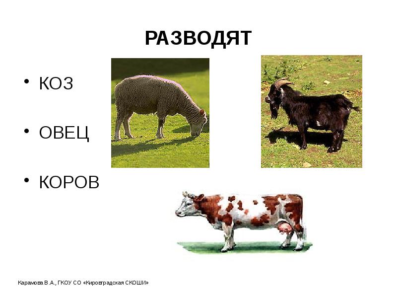 РАЗВОДЯТ
КОЗ
ОВЕЦ
КОРОВ РАЗВОДЯТ
КОЗ
ОВЕЦ
КОРОВ
