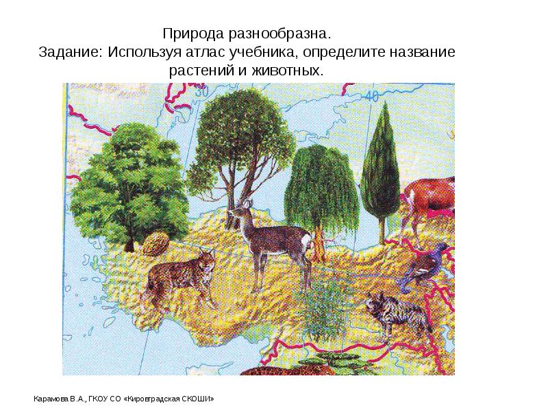Природа разнообразна. Задание: Используя атлас учебника, определите название растений и животных. Природа разнообразна. Задание: Используя атлас учебника, определите название растений и животных.