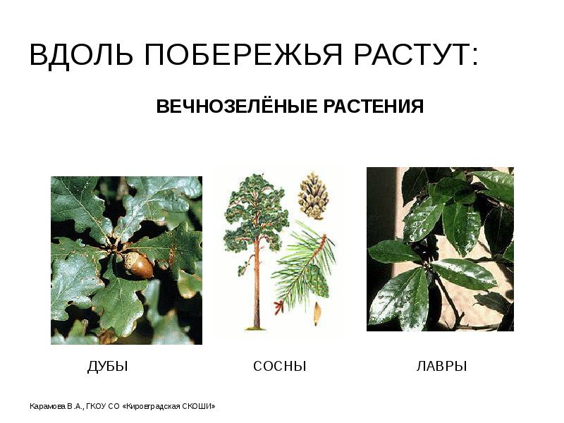 ВДОЛЬ ПОБЕРЕЖЬЯ РАСТУТ: ВДОЛЬ ПОБЕРЕЖЬЯ РАСТУТ: