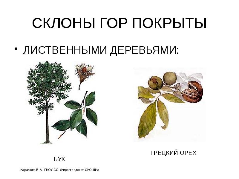 СКЛОНЫ ГОР ПОКРЫТЫ
ЛИСТВЕННЫМИ ДЕРЕВЬЯМИ: СКЛОНЫ ГОР ПОКРЫТЫ
ЛИСТВЕННЫМИ ДЕРЕВЬЯМИ: