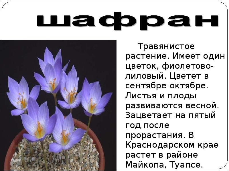 Красная книга краснодарского края презентация