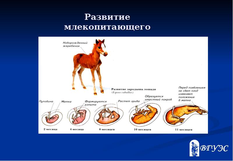 Схема годового цикла млекопитающих