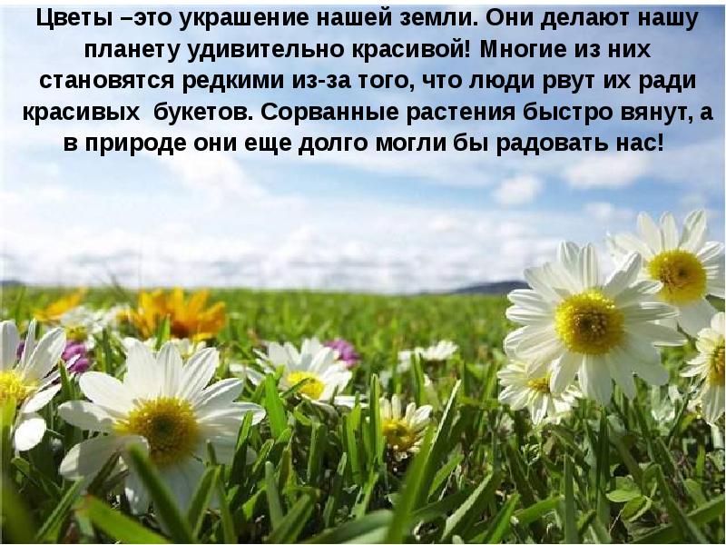 Цветы –это украшение нашей земли. Они делают нашу планету удивительно красивой!