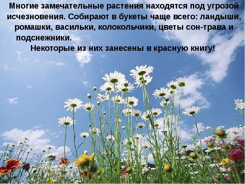 Многие замечательные растения находятся под угрозой исчезновения. Собирают в букеты чаще