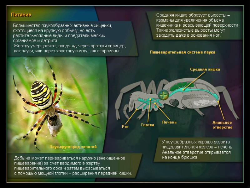 Проект на тему пауки