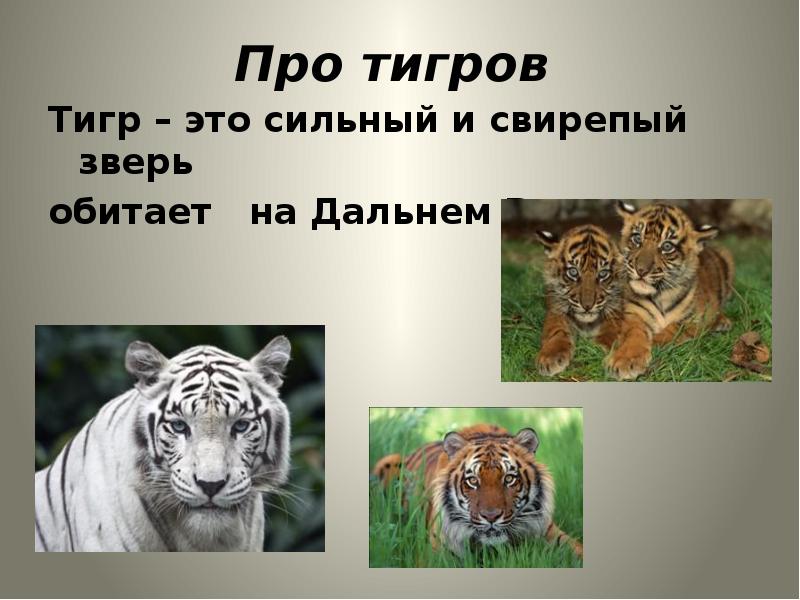 Про тигров  Тигр – это сильный и свирепый зверь обитает