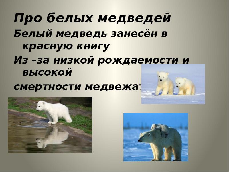 Про белых медведей Про белых медведей Белый медведь занесён в красную