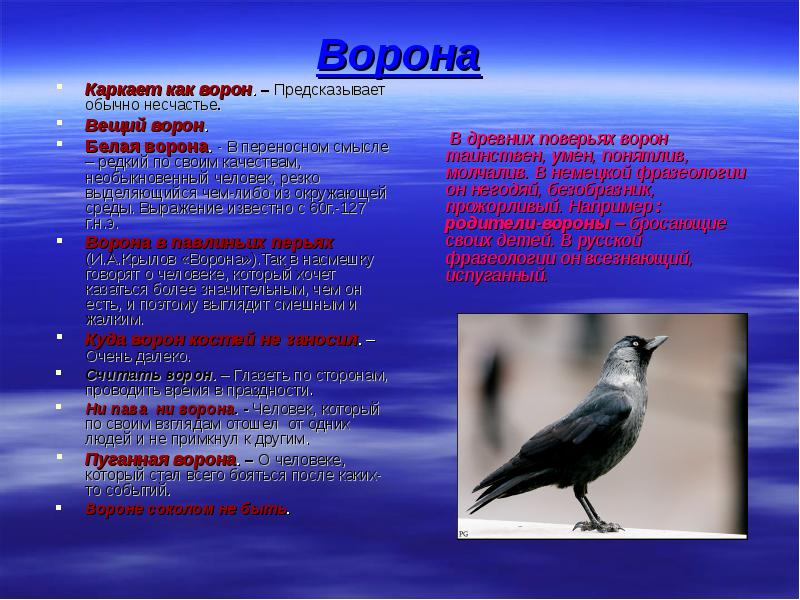 Значение слова птица. Вороны в литературе. Как каркает ворона. Образ ворона в литературе. Вороны текст.