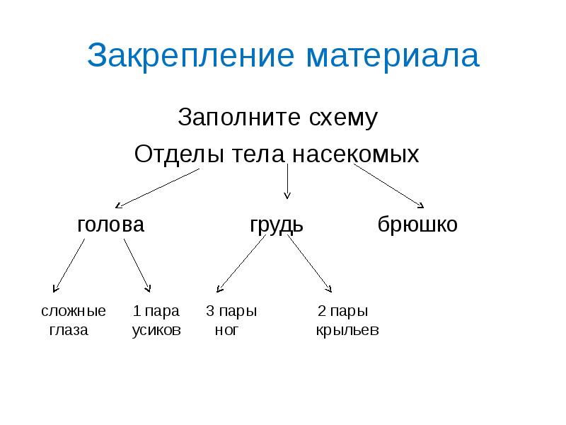 Классификация насекомых схема