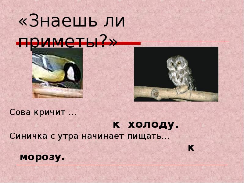 Как кричит филин слушать звук. Как кричит Сова. Приметы про сову. Приметы о Филине. Как кричит Филин.