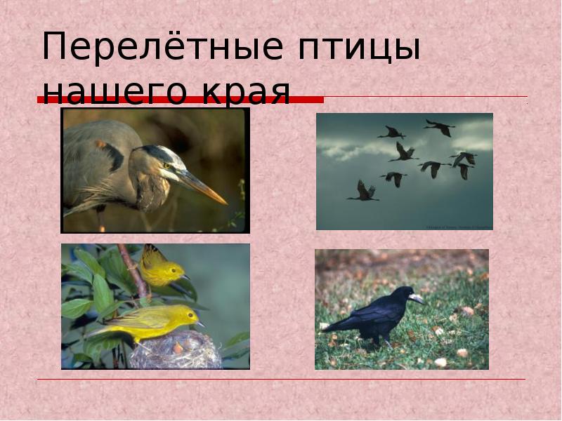 Перелетные птицы хабаровского края фото