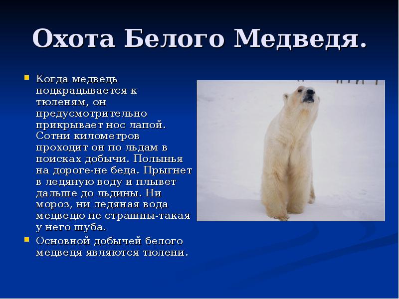 Рассказ про медведя 1 класс. Доклад про белого медведя. Белый медведь презентация. Рассказ о белом медведе. Сообщение о белом медведе.