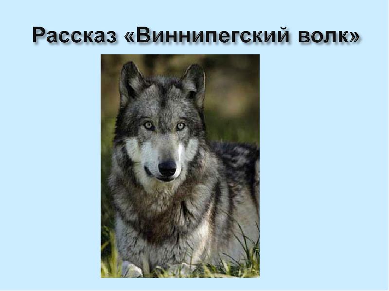 План рассказа бурый волк в сокращении