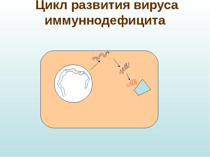 Цикл 18. Дизъюнктивный способ размножения вирусов.