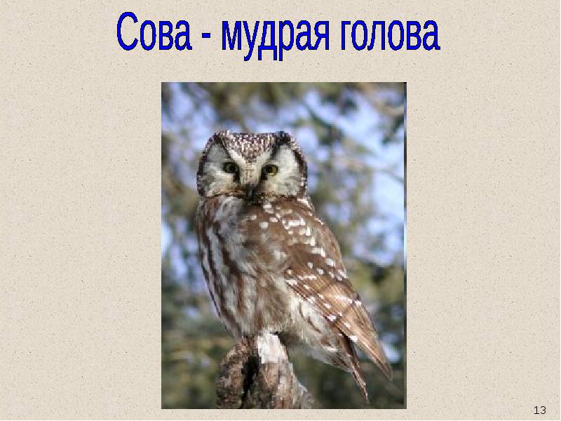 Сова презентация 2 класс. Слайды Бианки Сова. Бианки Сова доклад. Рассказ Сова 2 класс литературное чтение. Изложение Бианки Сова.