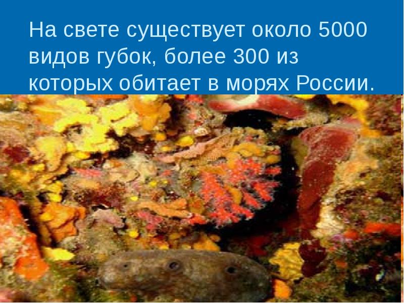 Кишечнополостные животные фото