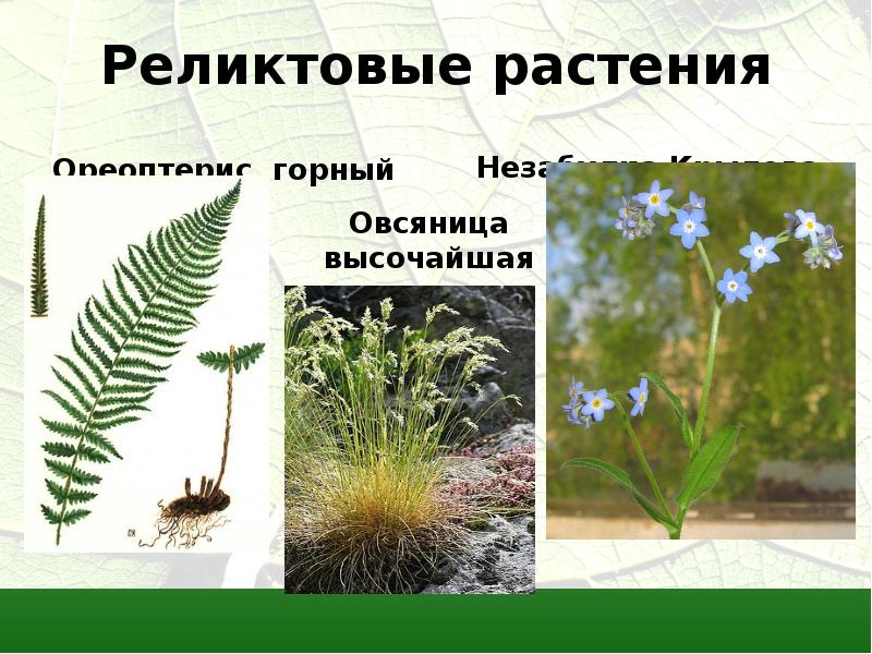 Реликтовые растения Ореоптерис горный