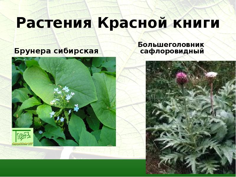 Растения Красной книги  Брунера сибирская