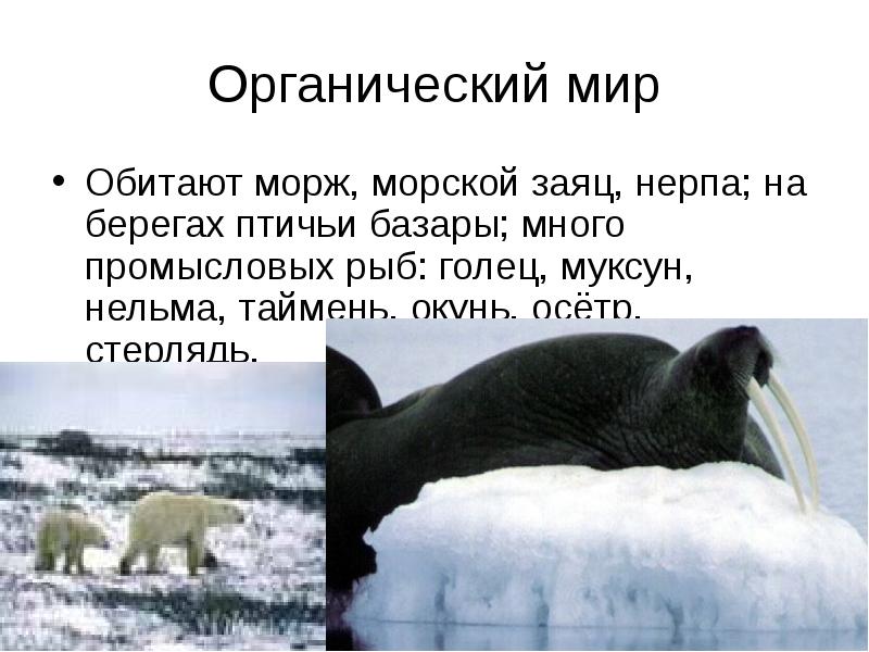 Море лаптевых презентация