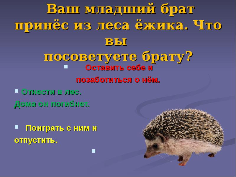 Как приготовить ежа лесного. Ёж обыкновенный урал. Ежик в лесу предложение. Где живёт ёжик в лесу. Грамматическая основа ежа.
