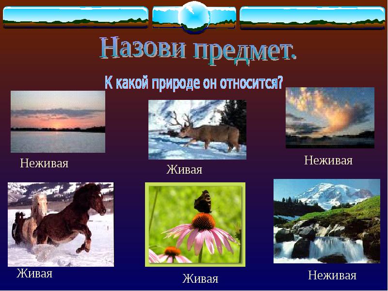Россия живая неживая природа. Живая и неживая природа. Объекты живой природы. Объекты живой и неживой природы. Предметы живой и неживой природы.