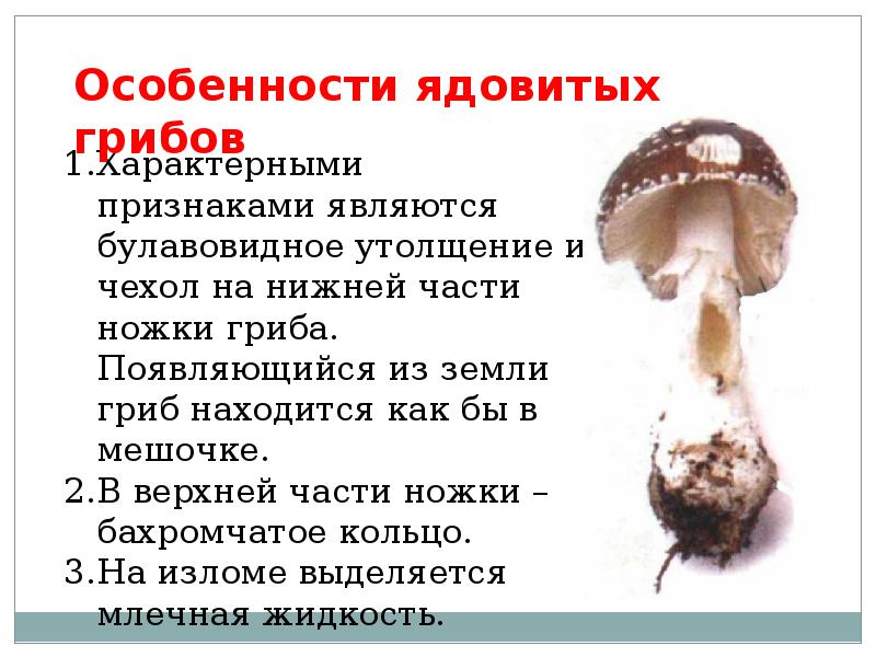 Презентация общая характеристика грибов 7 класс биология. Особенности строения ядовитых грибов. Строение ядовитых грибов. Строение несъедобного гриба. Шляпочные грибы.