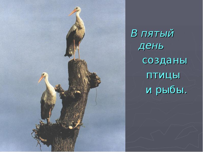 Птиц нигде не было. Раз ни птица. Ни птица ни рыба ни зверь. 5 День творения рыба и птицы.