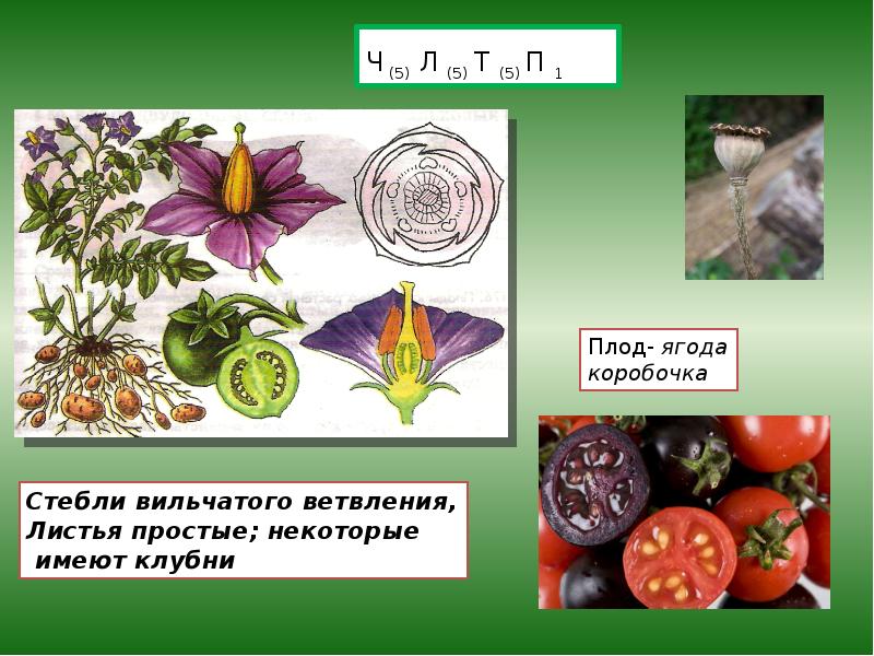 Презентация семейства класса двудольные 6 класс фгос пономарева