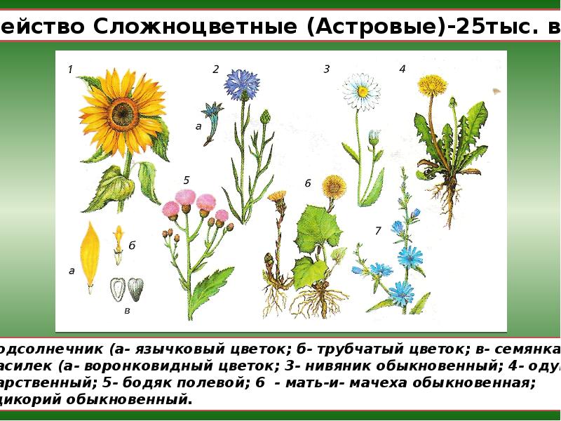 Трава семейства сложноцветных. Двудольные семейство Сложноцветные. Сложноцветные двугубые. Двудольные Астровые растения. Compositae (Asteraceae) - Сложноцветные.