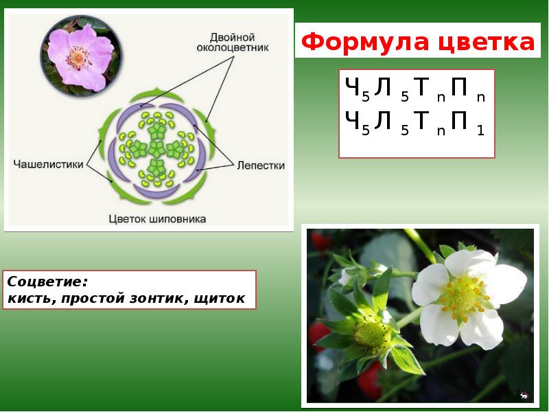 Какая формула цветка. Диаграмма цветка класса двудольные. Формула цветка двудольных растений. Схема цветков семейств двудольных растений. Формула цветка соцветие двудольные.