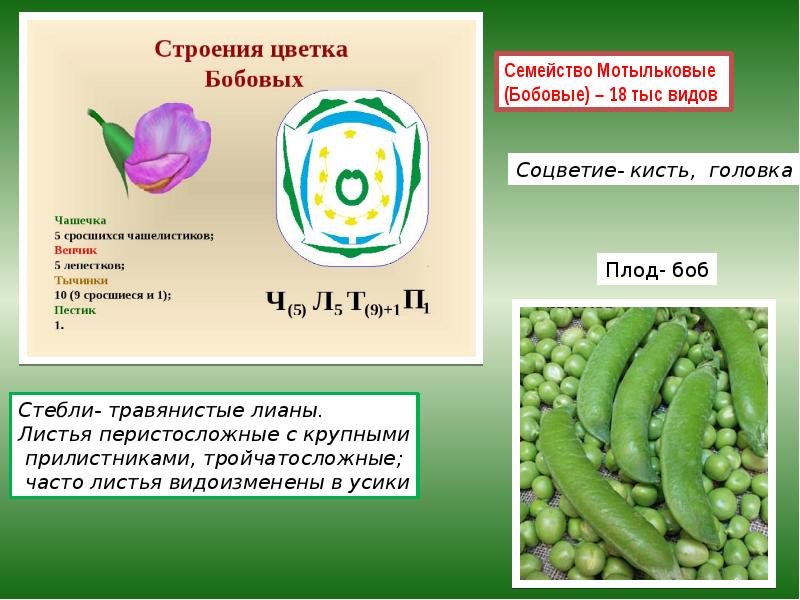 Презентация по биологии 6 класс мотыльковые