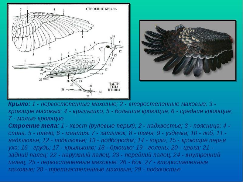 Размеры птиц. Строение крыла птицы. Крыло птицы строение. Маховые Крылья птиц строение. Анатомия птичьего крыла.