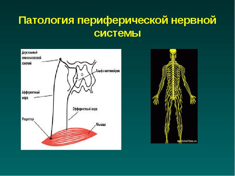 Реферат: Нервова система Нервная система