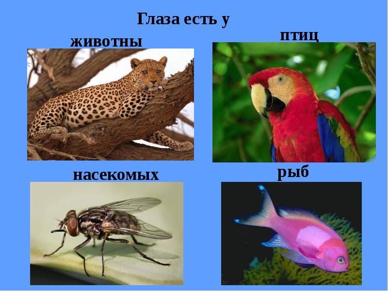 Глаза презентация 1 класс