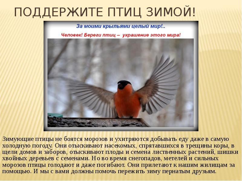 Птицы 3 класс окружающий мир. Сообщение на тему зимние птицы. Проект про птиц 3 класс. Презентация зимующие птицы 3 класс. Презентация на тему птицы 3 класс.