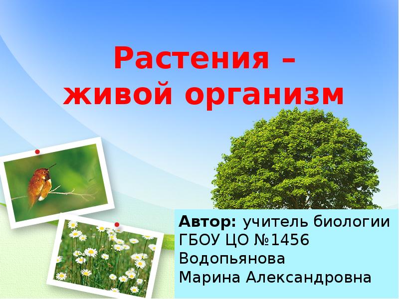 Растение живой организм. Растения для презентации. Растения живые существа организмы. Тема растение живой организм.