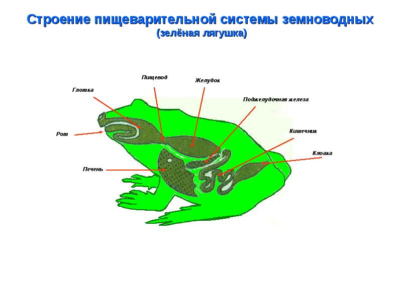 Строение пищеварительной системы земноводных  (зелёная лягушка)