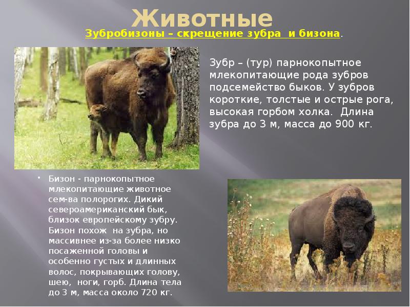 Животные
Бизон - парнокопытное млекопитающие животное сем-ва полорогих. Дикий североамериканский бык, Животные
Бизон - парнокопытное млекопитающие животное сем-ва полорогих. Дикий североамериканский бык,