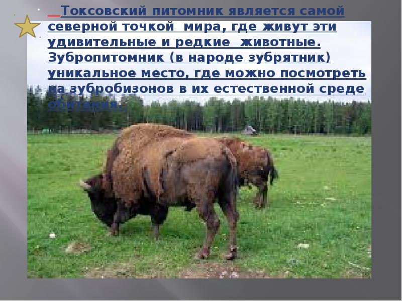 Токсовский питомник является самой северной точкой мира, где живут эти удивительные Токсовский питомник является самой северной точкой мира, где живут эти удивительные