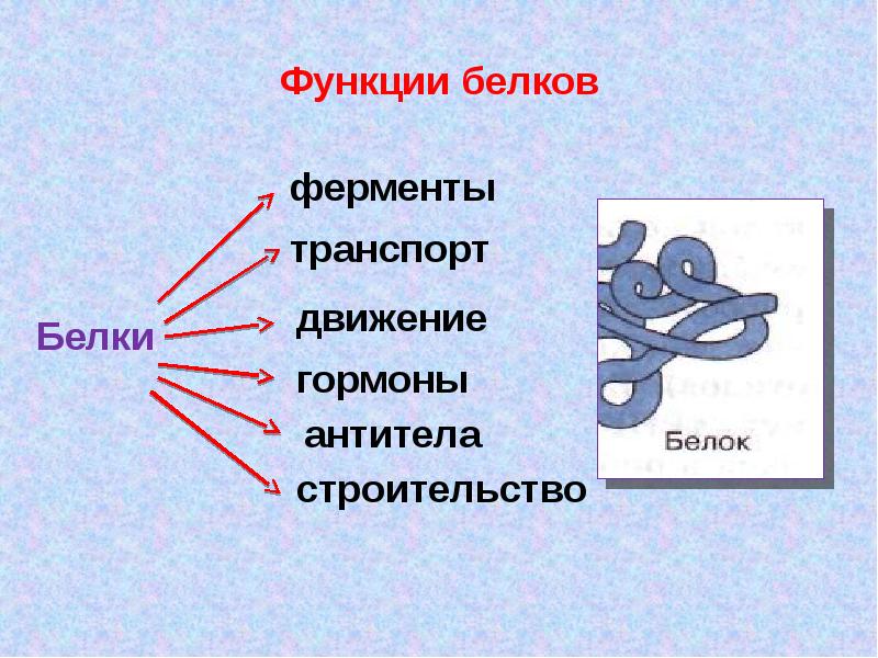 Роль белков в организме презентация