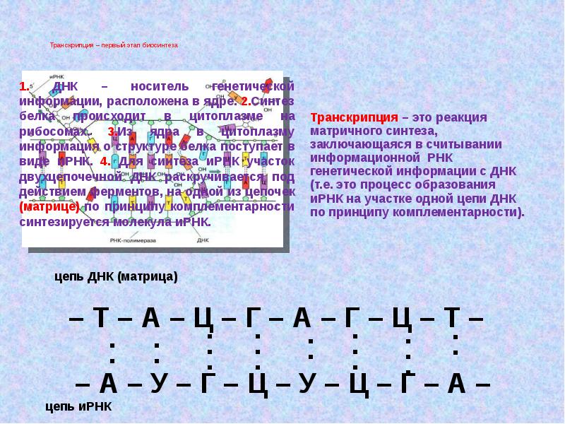 Матрица белка. Биосинтез белка комплементарность. Принцип комплементарности транскрипция. Транскрипция в цитоплазме. Транскрипция первый.