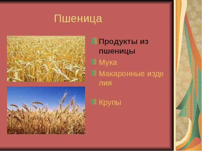 Зерновые культуры презентация