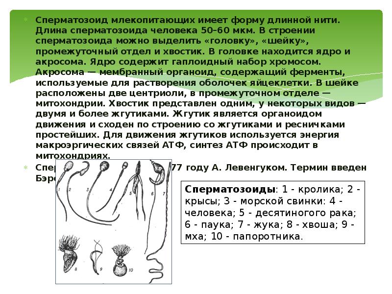 Сперматозоид млекопитающих имеет форму длинной нити. Длина сперматозоида человека 50–60 мкм. Сперматозоид млекопитающих имеет форму длинной нити. Длина сперматозоида человека 50–60 мкм.
