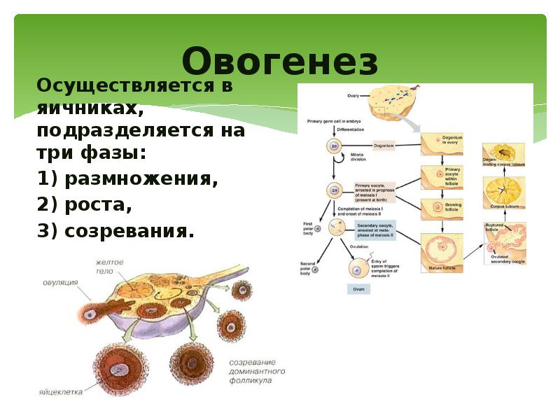 Овогенез. Овогенез строение. Овогенез анатомия. Овогенез осуществляется в. Стадии овогенеза.