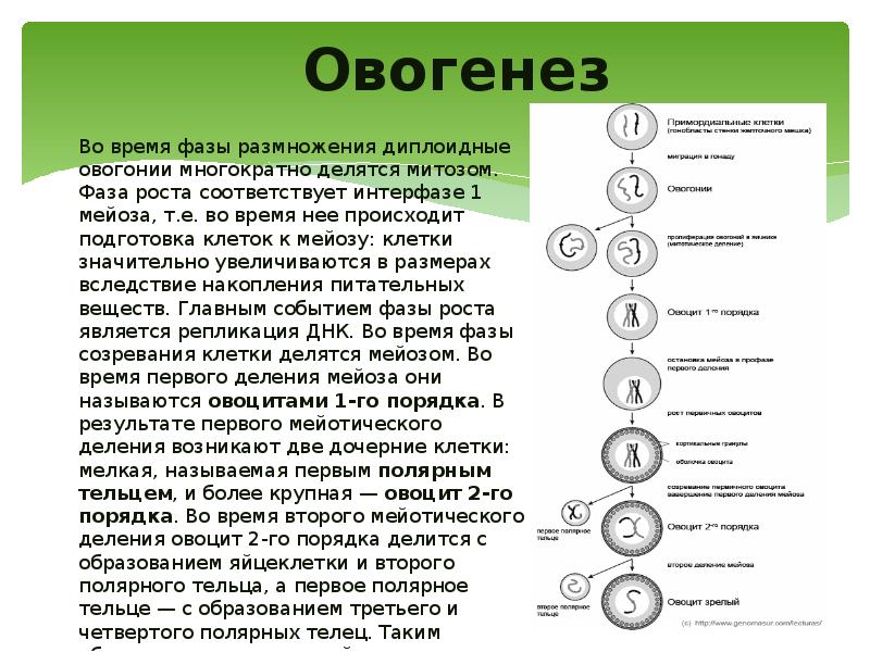 Каким номером на схеме обозначена зона в которой клетки делятся мейозом