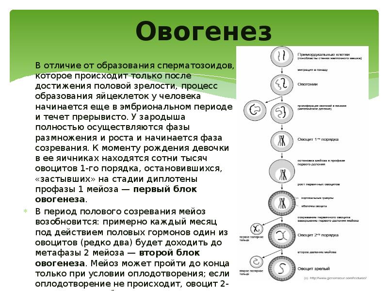 Овогенез
В отличие от образования сперматозоидов, которое происходит только после достижения Овогенез
В отличие от образования сперматозоидов, которое происходит только после достижения