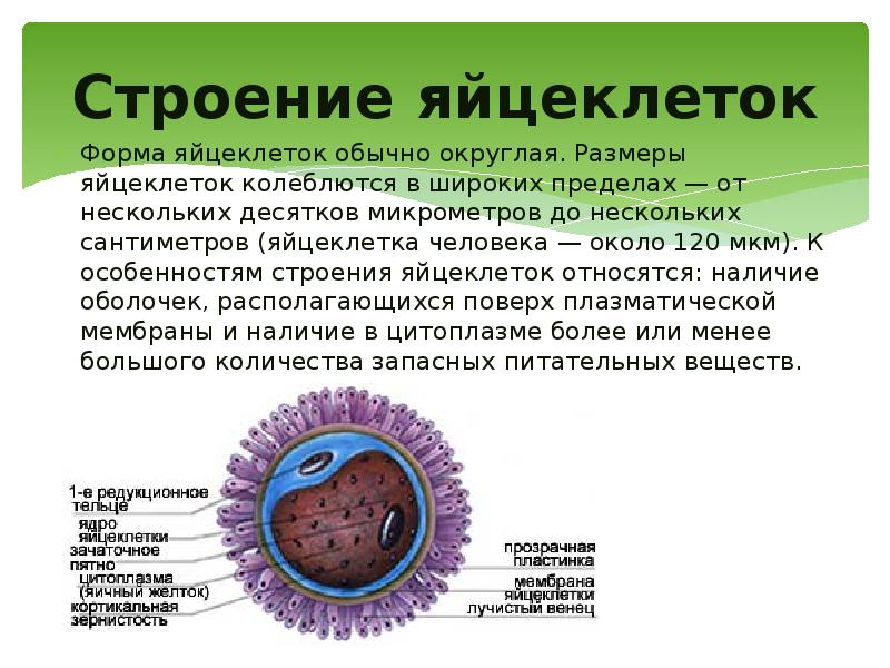 Как называется яйцеклетка. Оогенез строение яйцеклеток. Строение яйцеклетки овогенез. Строение яйцеклетки овогенез у животных. Характеристика строения яйцеклетки.